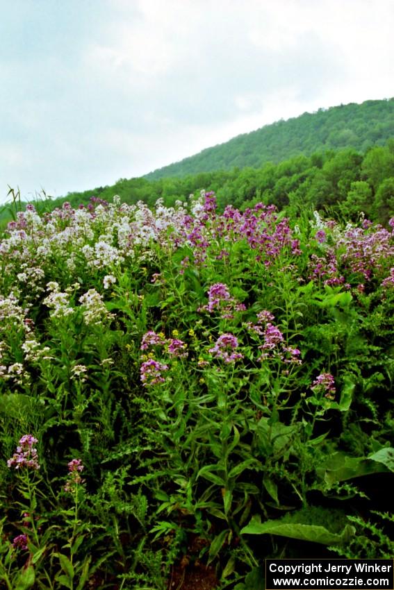 Lupines just outside of Wellsboro, PA.