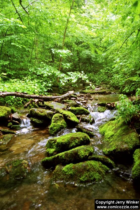 A view of a mountain stream off Rattler Rd.