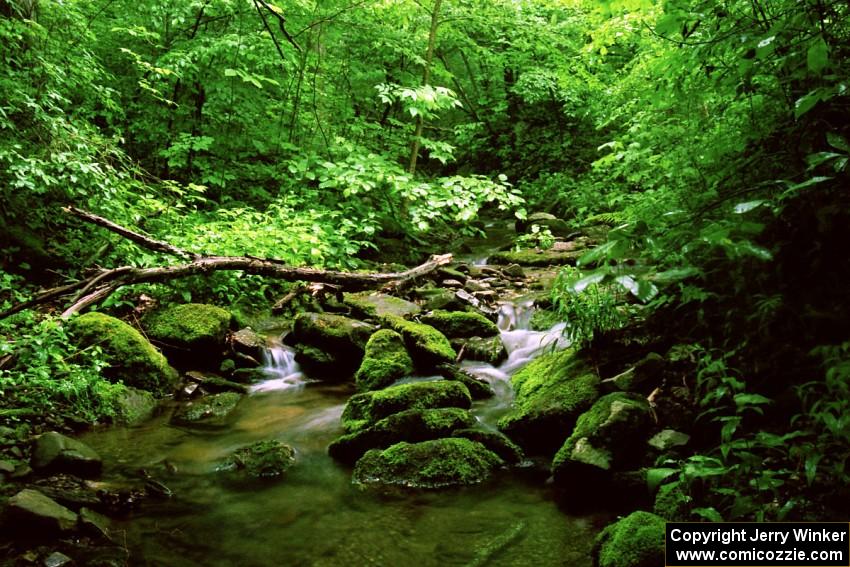 A view of a mountain stream off Rattler Rd.