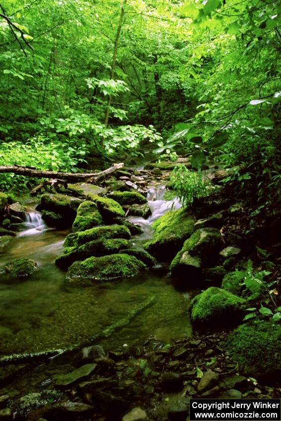 A view of a mountain stream off Rattler Rd.