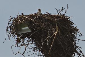 An osprey in its nest in the infield.