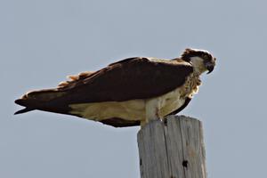 One of the ospreys in the BIR infield