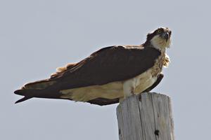 One of the ospreys in the BIR infield
