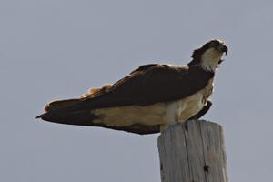 One of the ospreys in the BIR infield