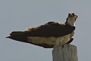 One of the ospreys in the BIR infield