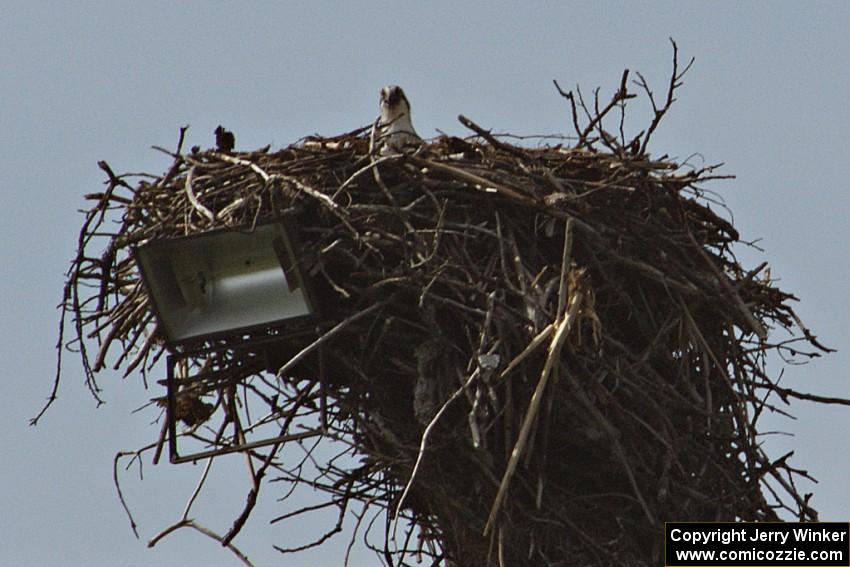 An osprey in its nest in the infield.