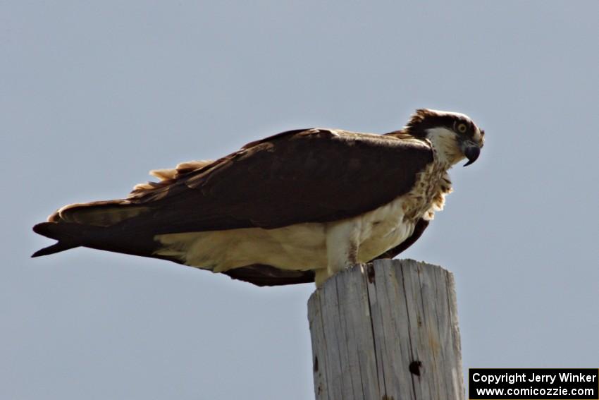 One of the ospreys in the BIR infield