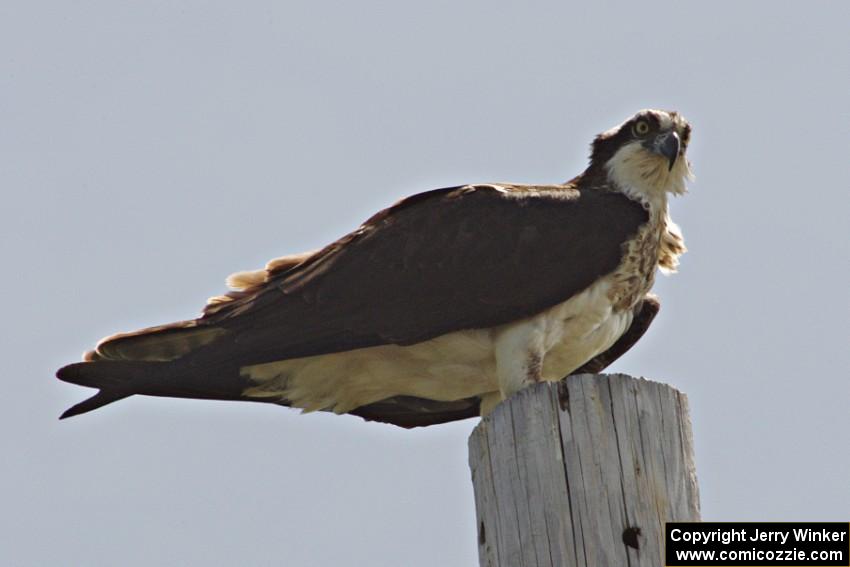 One of the ospreys in the BIR infield