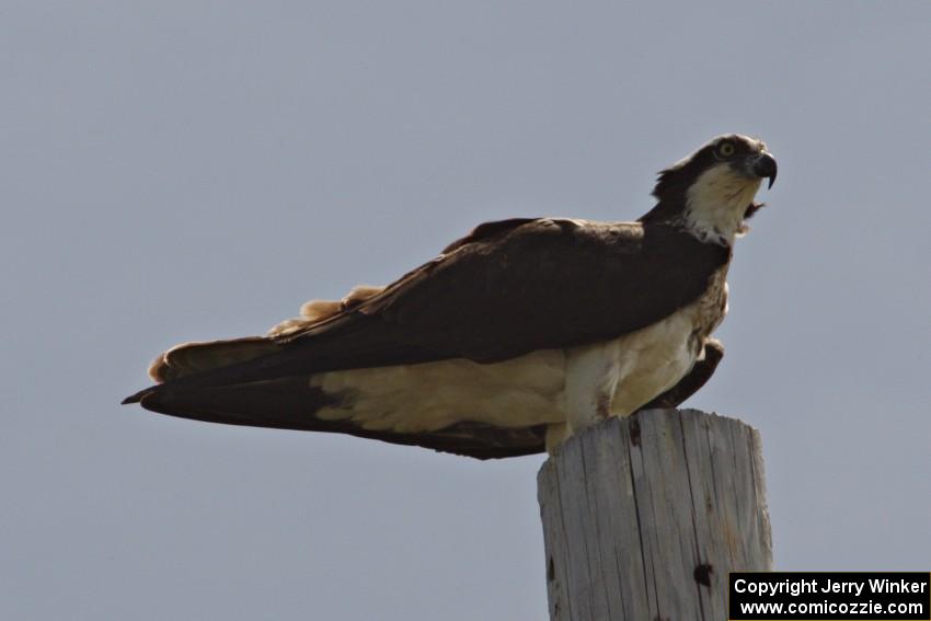 One of the ospreys in the BIR infield