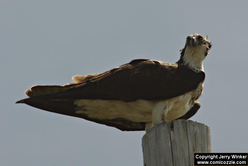 One of the ospreys in the BIR infield