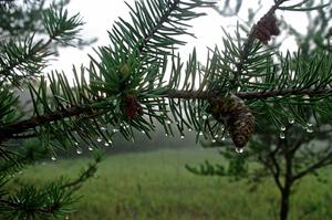 Late afternoon dew on the pines at the entrance to Itasca State Park