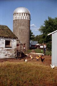 Diane Sargent checks out the farmer's chickens at Saturday mid-day service at the ranch.