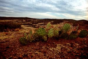 Prickley Pear Cactus on the high plains