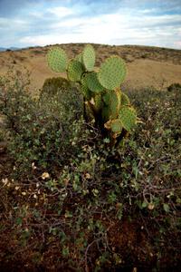 Prickley Pear Cactus on the high plains