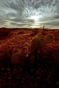 Prickley Pear Cactus on the high plains