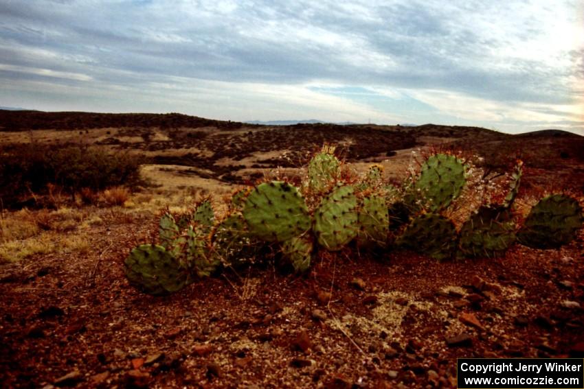 Prickley Pear Cactus on the high plains