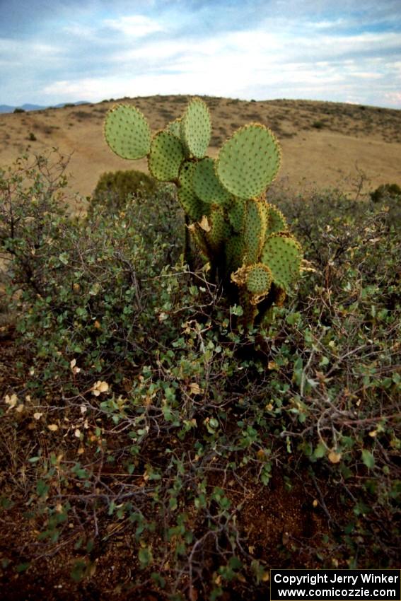 Prickley Pear Cactus on the high plains