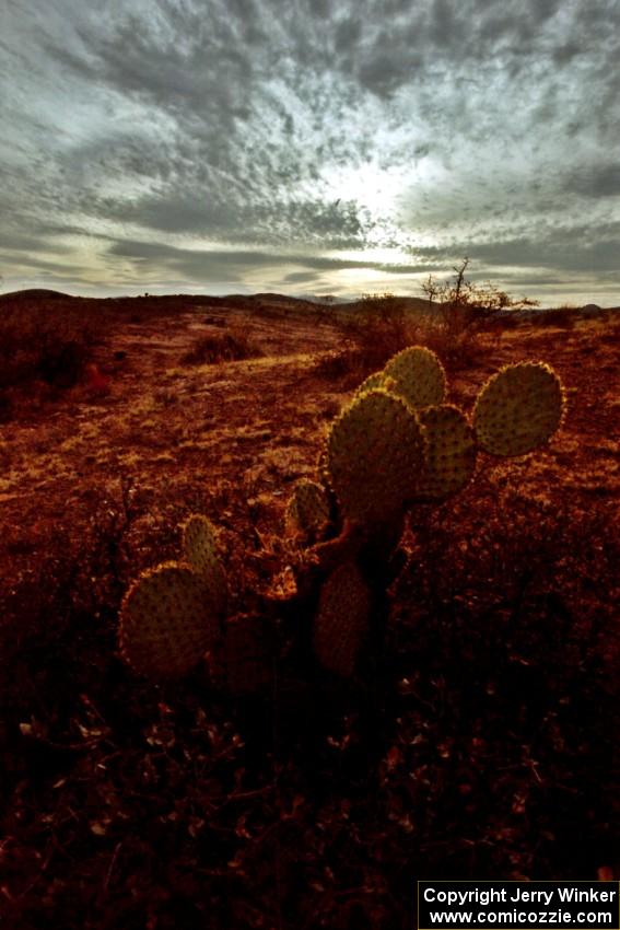 Prickley Pear Cactus on the high plains