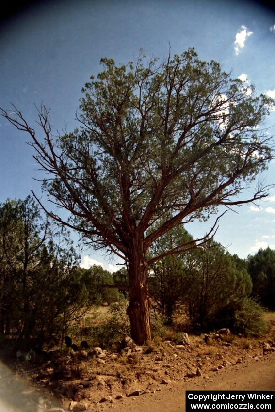 Grizzled roadside tree on SS6.