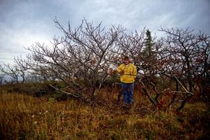 Nicole Valek checks out the grizzled trees at the top of Brockway Mountain.