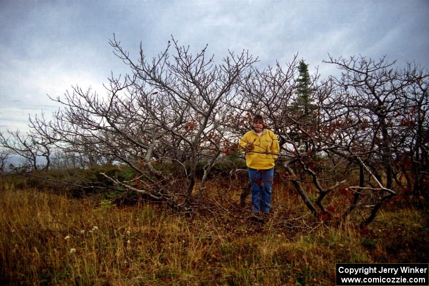 Nicole Valek checks out the grizzled trees at the top of Brockway Mountain.