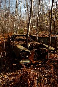 An old car with trees growing out of it near Hurley, WI.