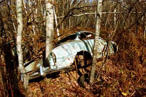 A VW Karmann-Ghia with trees growing out of it near Hurley, WI.