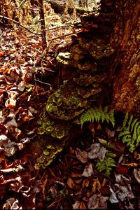 Traditional mushroom shot - 2000 LSPR