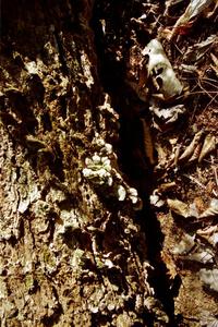 Fungus growing on a tree near Hurley, WI