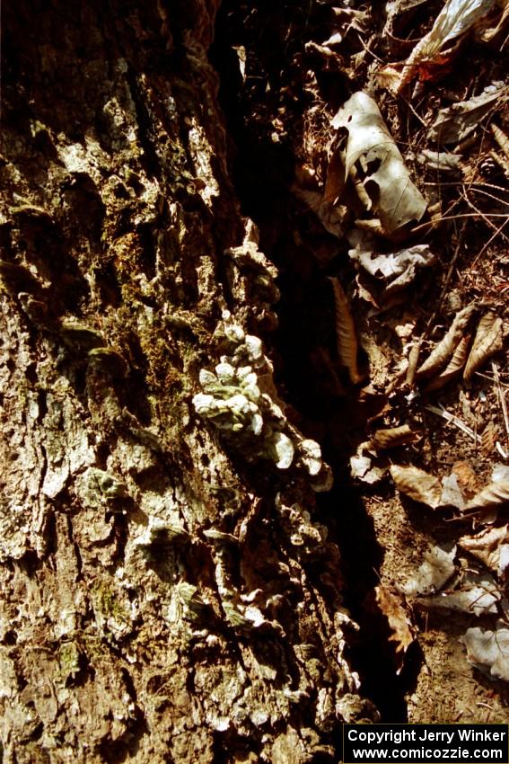 Fungus growing on a tree near Hurley, WI
