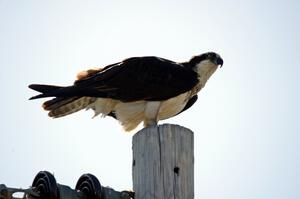 Osprey