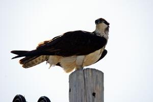 Osprey