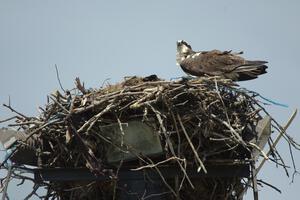 Osprey