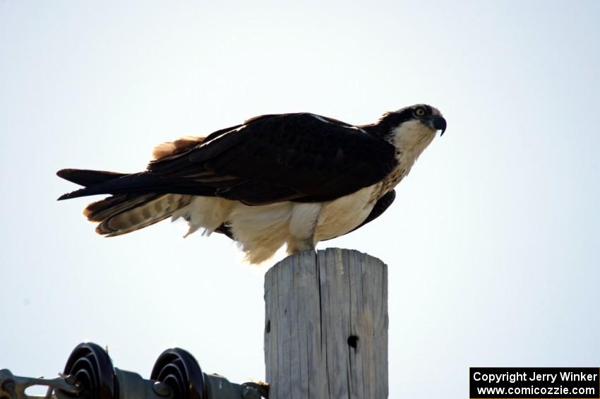 Osprey