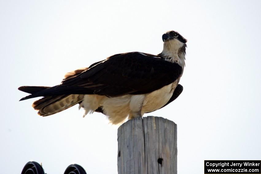 Osprey