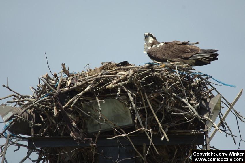 Osprey