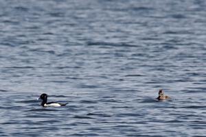 Ducks on the lake in the infield of Brainerd International Raceway.