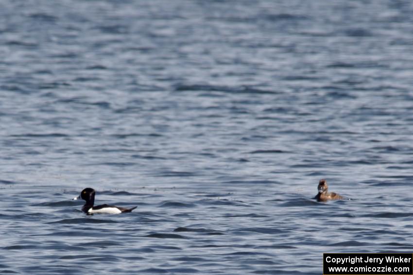 Ducks on the lake in the infield of Brainerd International Raceway.