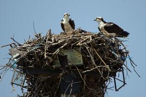 Ospreys in the infield of the track