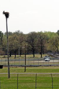 An osprey watches the Team LMR BMW 325i from its perch.