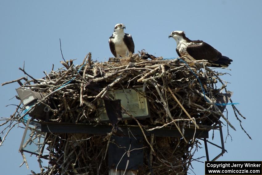 Ospreys in the infield of the track