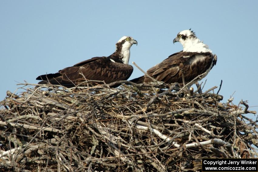 Ospreys