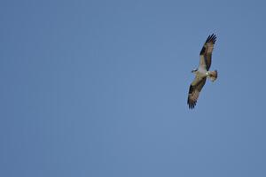 Osprey