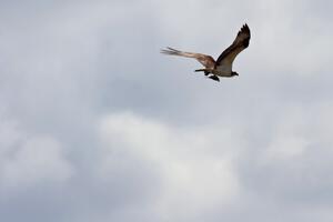 An osprey with its lunch