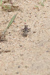 Tiger Beetle