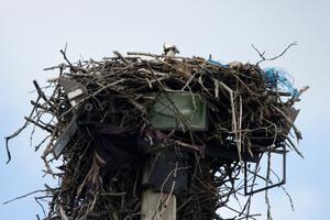 Osprey in the nest.