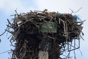 Osprey in the nest.