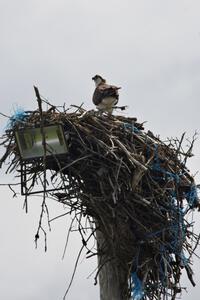 Osprey in the nest.