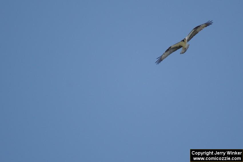 Osprey