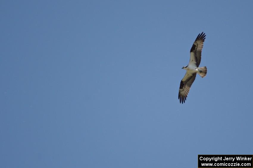 Osprey